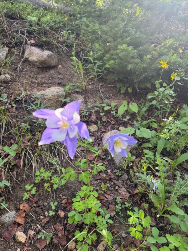 [하이킹] Herman Gulch Trail (Dillon, CO) - Image 2